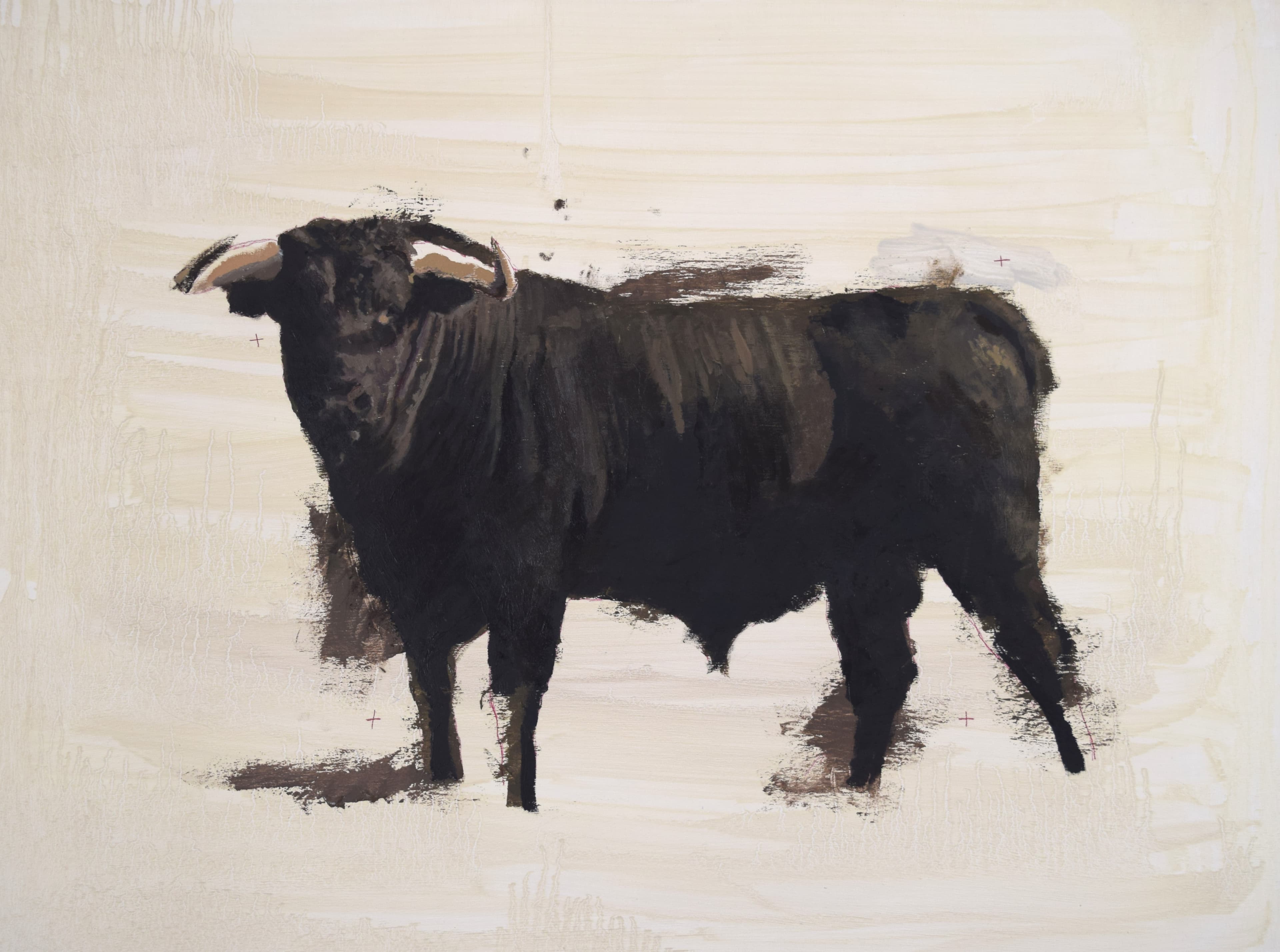 Toro bravo